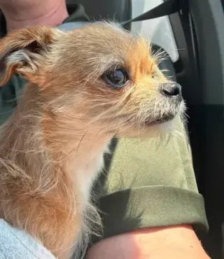 Chico