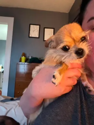 Chico