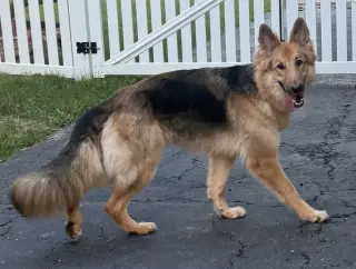 Lassie