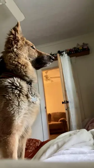 Lassie