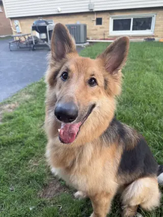 Lassie