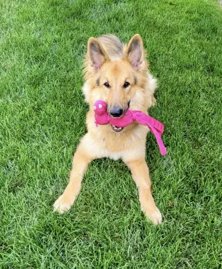 Lassie
