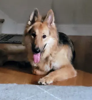 Lassie