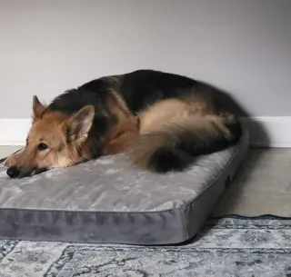 Lassie