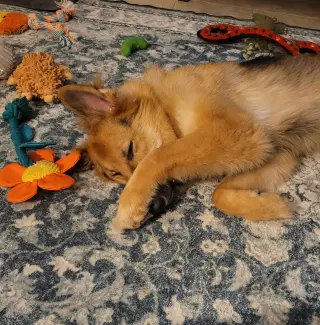 Lassie