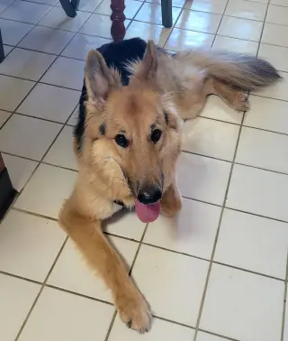 Lassie