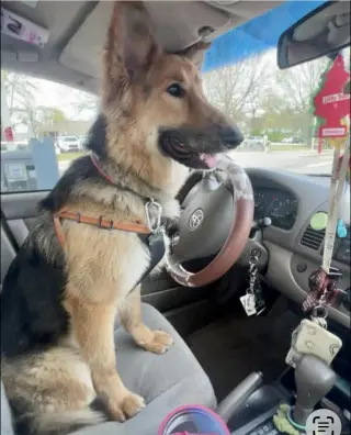 Lassie