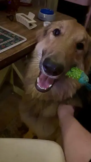 Lassie