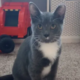 Thomas O'Malley