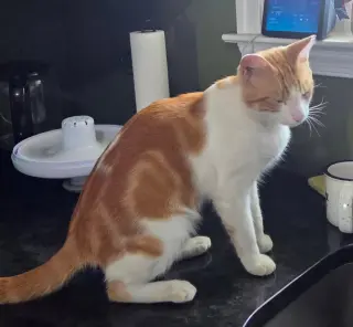 Ali