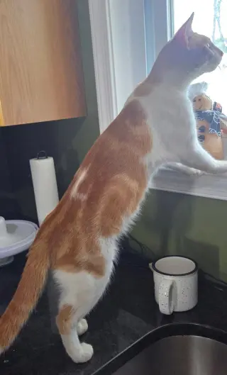Ali