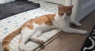Ali