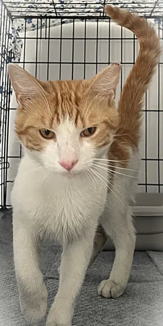 Ali