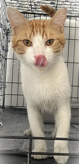 Ali