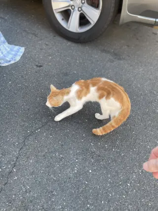 Ali