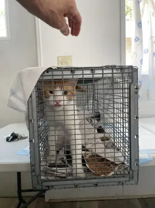 Ali