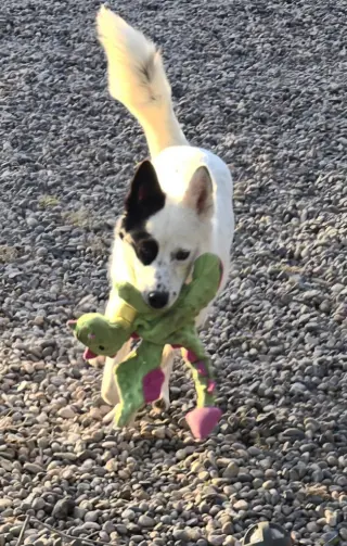 **BANDIT