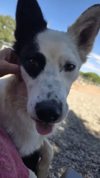**BANDIT