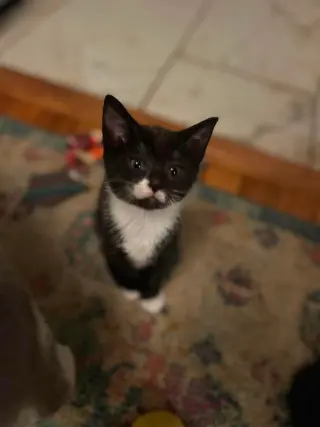 Cinder
