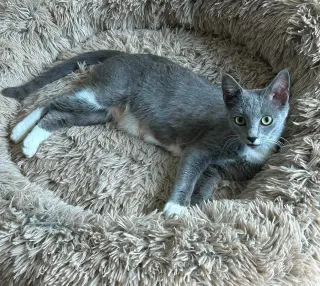 Sweet Pea