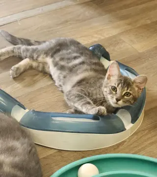 Kitten 27981(Peeta)