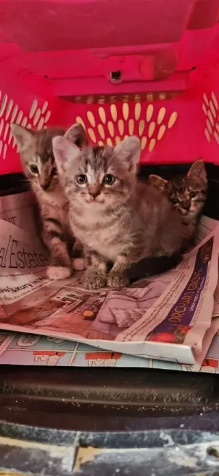 Kitten 27981(Peeta)