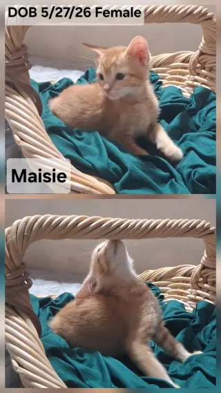 Maisie (& Lexie)