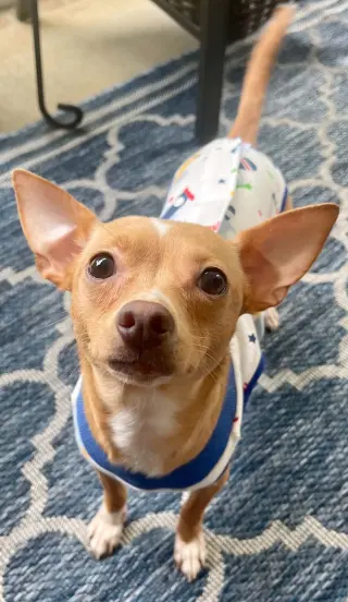 Ellie - ADOPTION PENDING!!!