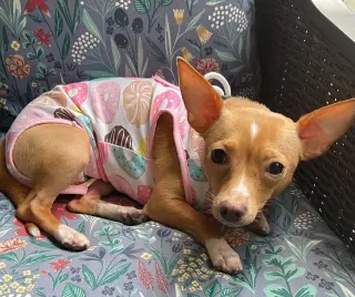 Ellie - ADOPTION PENDING!!!