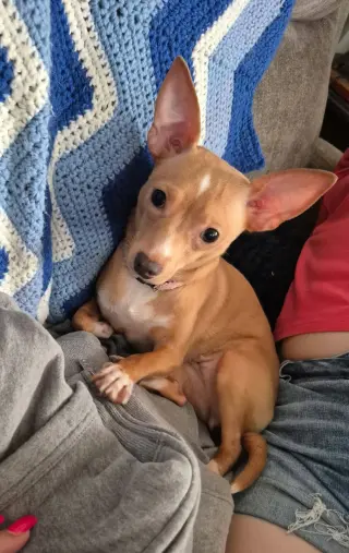 Ellie - ADOPTION PENDING!!!