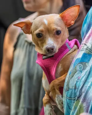 Ellie - ADOPTION PENDING!!!