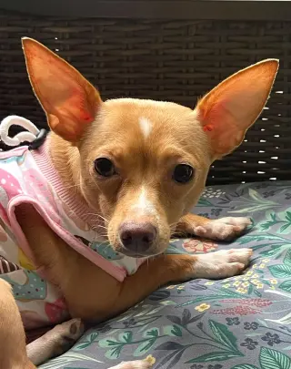 Ellie - ADOPTION PENDING!!!