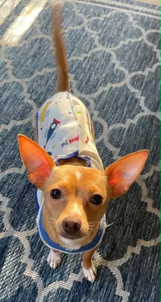 Ellie - ADOPTION PENDING!!!