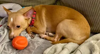 Ellie - ADOPTION PENDING!!!