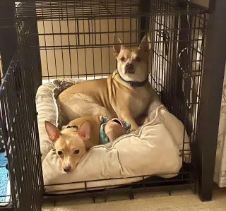 Ellie - ADOPTION PENDING!!!