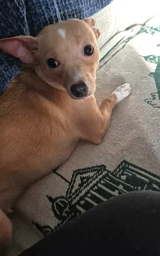 Ellie - ADOPTION PENDING!!!