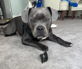 Arlo 1