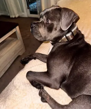 Arlo 1