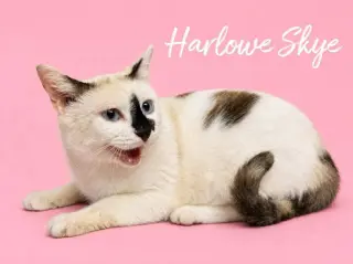 Harlowe Skye
