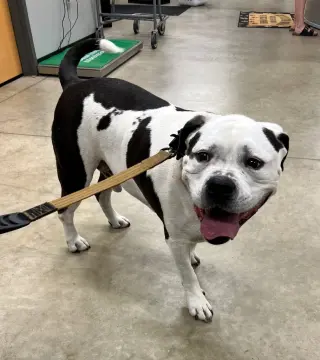 Banjo