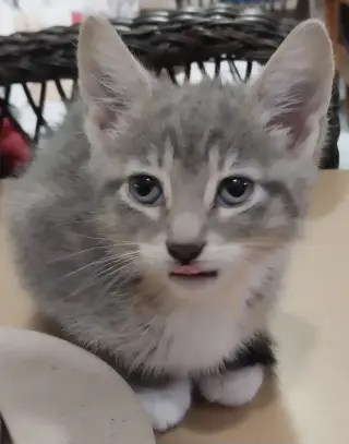 Mila * IN FOSTER *