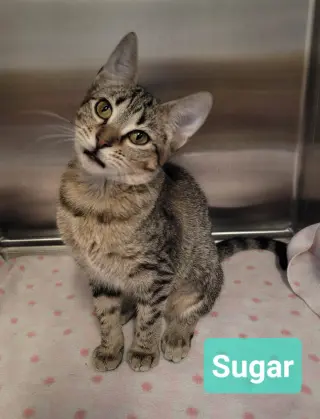 Sugar