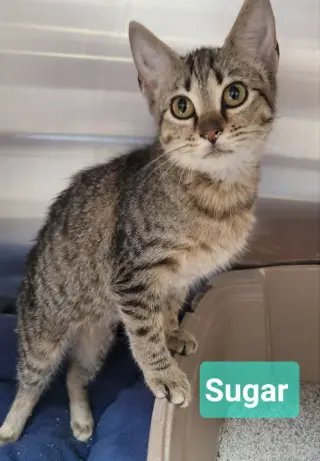 Sugar