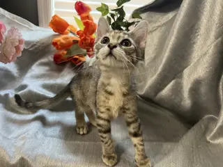 Quillie