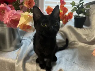 Mae
