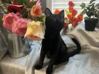 Mae