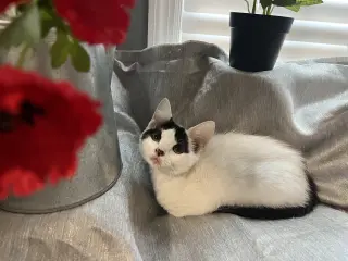 Mitzi