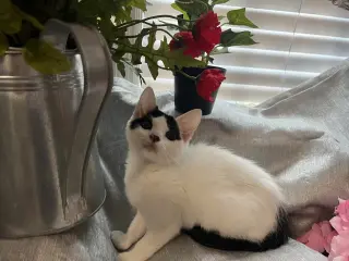 Mitzi