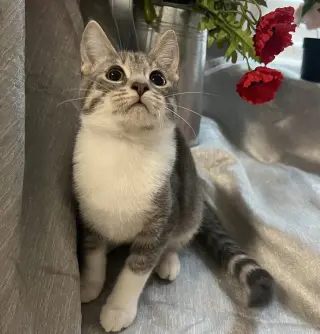 Pounce