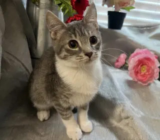 Pounce